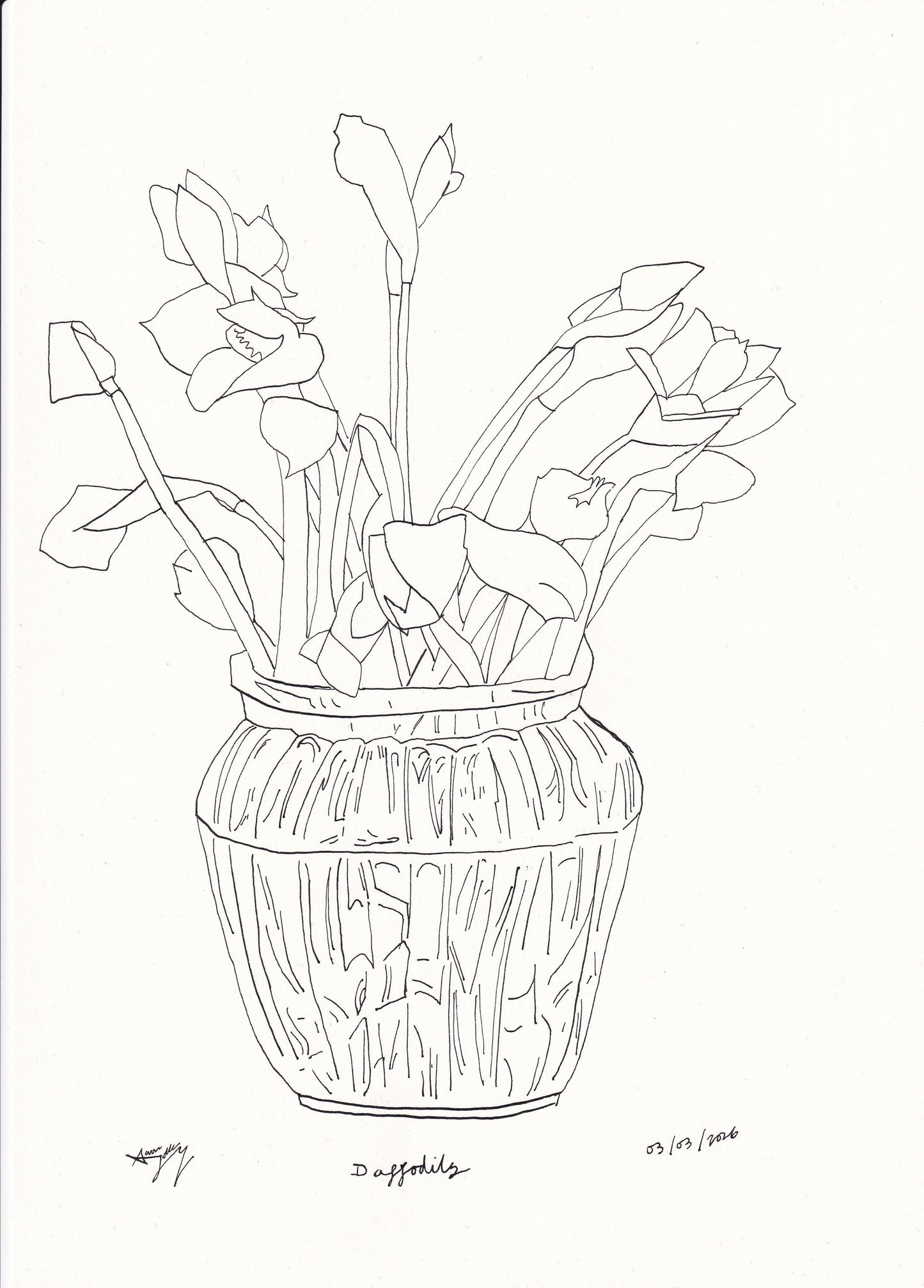 Daffodils by Aaron Jolley — Drawing, Ink on Paper