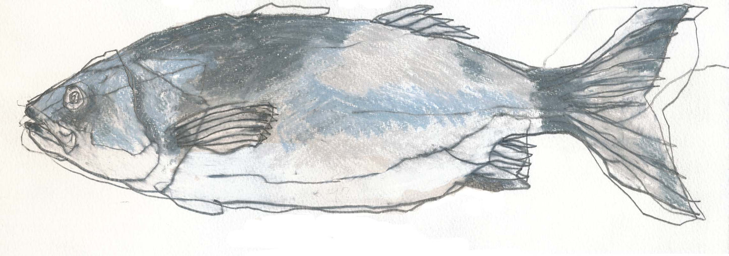 Seabass by Robert Wills — pencil (10 × 30 cm)
