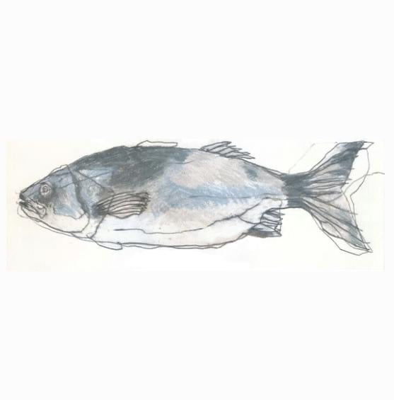 Seabass