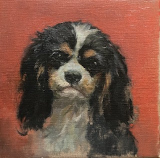 Cavalier King Charles Spaniel
