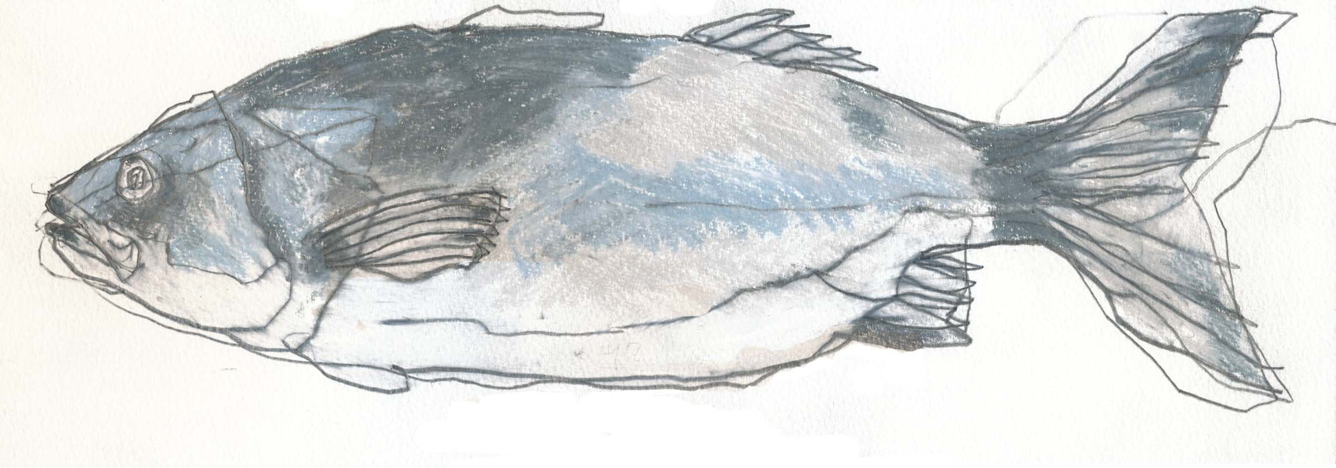 Seabass by Robert Wills — pencil (10 × 30 cm)