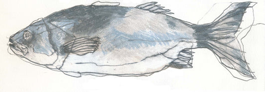 Seabass by Robert Wills — pencil (10 × 30 cm)