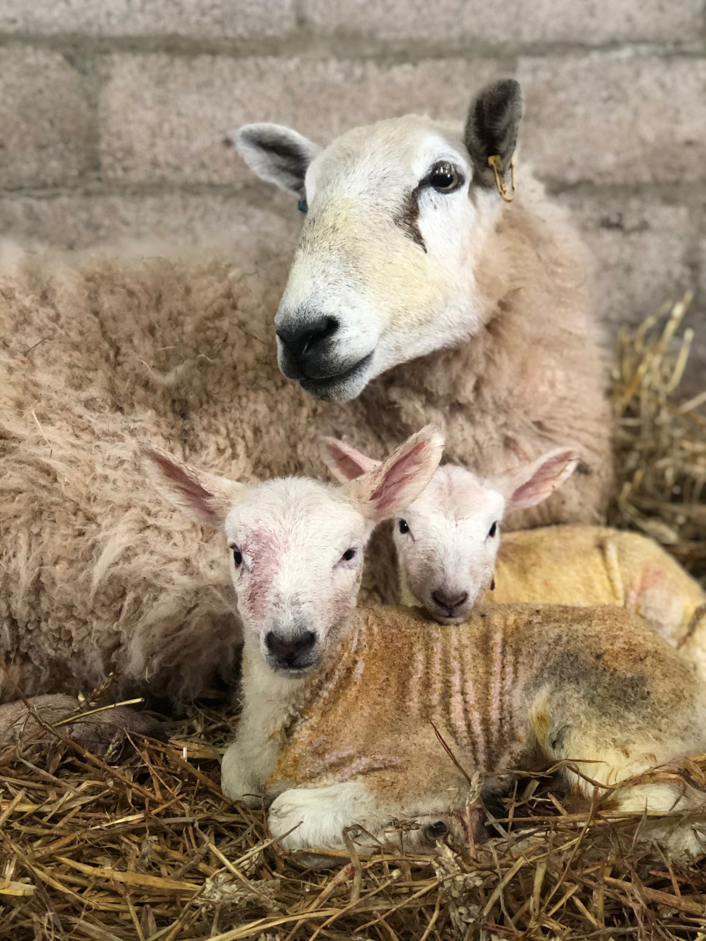 Sheep by Chloe Harbour — photographic (14.8 × 21 cm)